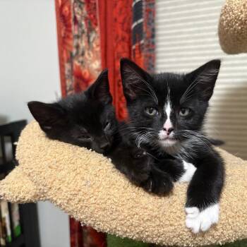 Indy -  Domestic Short Hair Cat for Adoption in Washougal, Washington - Indy | PetCurious