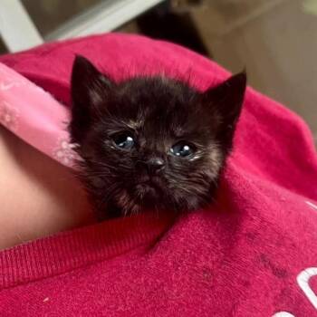 Monkey Bread -  Domestic Short Hair Cat for Adoption in Pittsburgh, Pennsylvania - Monkey Bread | PetCurious