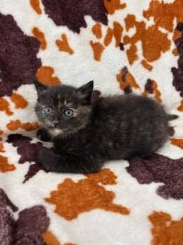 Domestic Short Hair Cats Available for Adoption in Warrenton, North Carolina - LILA | PetCurious