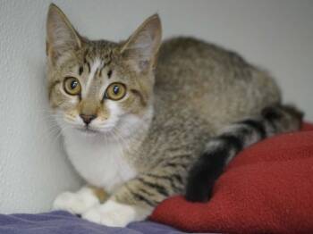 Diamond -  Tabby and Domestic Short Hair Cat for Adoption in Republic, Washington - Diamond | PetCurious