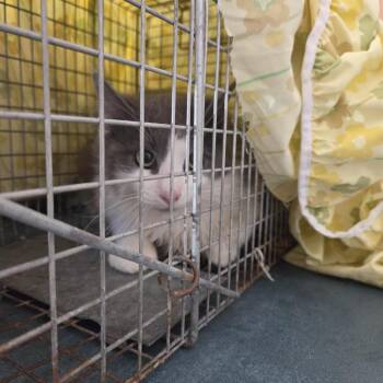 Honey-WC -  Domestic Medium Hair Cat for Adoption in Walker, Michigan - Honey-WC | PetCurious