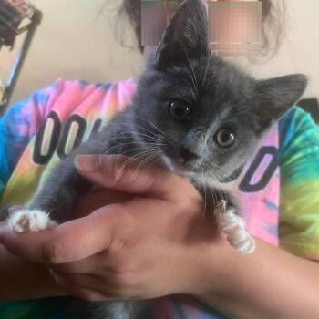 Bob the Builder -  Domestic Short Hair Cat for Adoption in Asheville, North Carolina - Bob The Builder | PetCurious