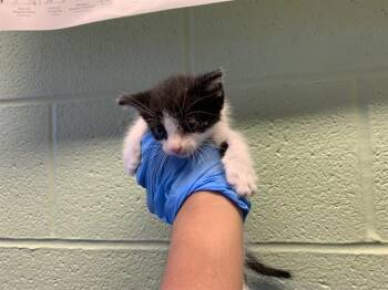 SCIENTIST -  Domestic Short Hair Cat for Adoption in Grand Prairie, Texas - SCIENTIST | PetCurious