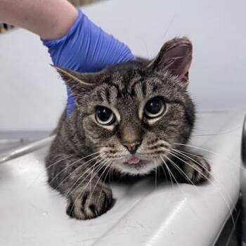 Domestic Short Hair Cats Available for Adoption in New York, New York - Stubby | PetCurious