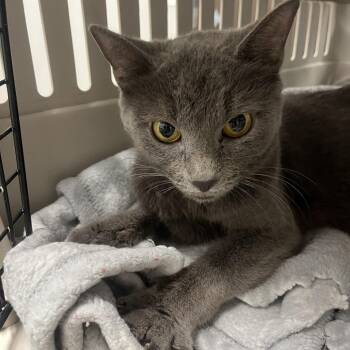 She-Ra -  Domestic Short Hair Cat for Adoption in Oak Park, Illinois - She-Ra | PetCurious