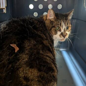 Al Dente -  Domestic Short Hair Cat for Adoption in Charlottesville, Virginia - Al Dente | PetCurious