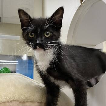 Rescue Domestic Long Hair Cats for Adoption in Cheyenne, Wyoming - Fisher | PetCurious