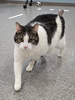 Mario -  Domestic Short Hair Cat for Adoption in Neenah, Wisconsin - Mario | PetCurious