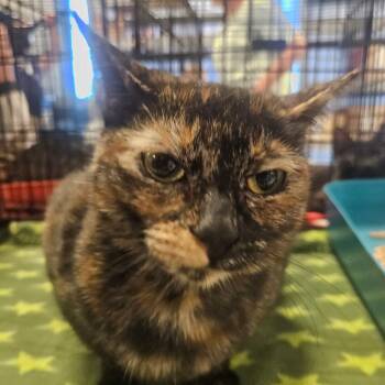 Rosalina -  Domestic Short Hair Cat for Adoption in Grantsville, Utah - Rosalina | PetCurious