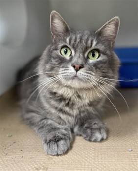 Domestic Long Hair Cats Available for Adoption in Boston, Massachusetts - OLIVE | PetCurious