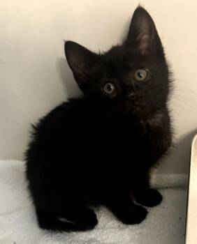 Bebe -  Domestic Short Hair Cat for Adoption in Buford, Georgia - Bebe | PetCurious