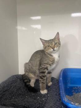 Cher -  Domestic Short Hair Cat for Adoption in Corpus Christi, Texas - Cher | PetCurious