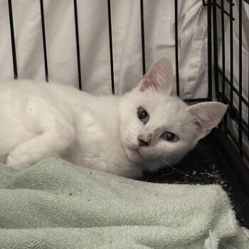 Sauvingnon Blanc -  Domestic Short Hair Cat for Adoption in Mount Laurel Township, New Jersey - Sauvingnon Blanc | PetCurious