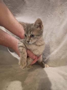 Microwave -  Domestic Short Hair Cat for Adoption in Metamora, Illinois - Microwave | PetCurious