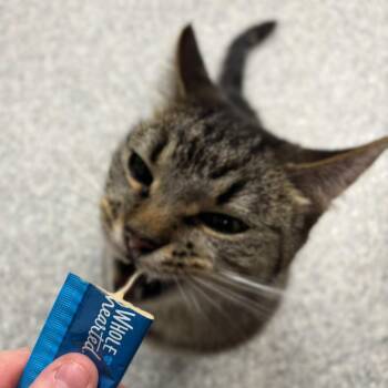 Cedar -  Domestic Short Hair Cat for Adoption in Monticello, Iowa - Cedar | PetCurious