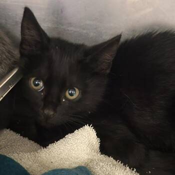 Domestic Short Hair Cats Available for Adoption - Slinky | PetCurious