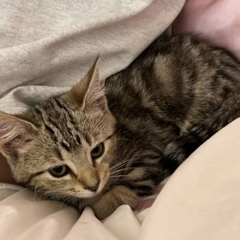 Max -  Domestic Short Hair Cat for Adoption in West Deptford, New Jersey - Max | PetCurious