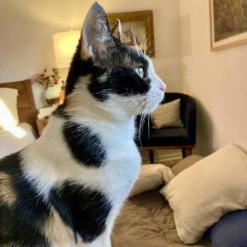 Rescue Domestic Short Hair Cats for Adoption in Austin, Texas - Gingerbread | PetCurious