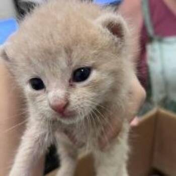 Augustus -  Domestic Short Hair Cat for Adoption in Gloucester, Virginia - Augustus | PetCurious