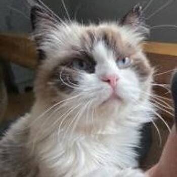 Prancer w/ Moochi -  Himalayan Cat for Adoption in Swanzey, New Hampshire - Prancer W/ Moochi | PetCurious