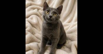 Gloria -  Domestic Short Hair Cat for Adoption in Mishawaka, Indiana - Gloria | PetCurious
