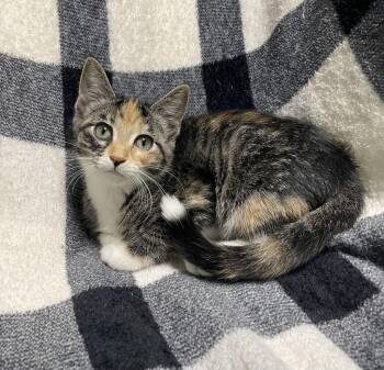 Pig -  Domestic Short Hair Cat for Adoption in Jackson, Michigan - Pig | PetCurious