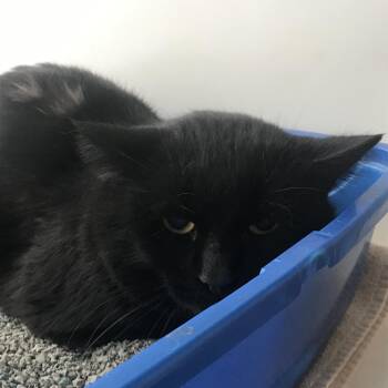 Colby #20-213 -  Domestic Short Hair Cat for Adoption in Branford, Connecticut - Colby #20-213 | PetCurious
