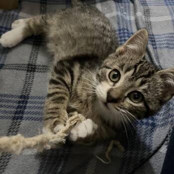 Domestic Short Hair Cats Available for Adoption - Kashi 2220 | PetCurious
