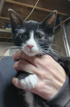Domestic Short Hair Cats Available for Adoption in East Greenville, Pennsylvania - Waffle | PetCurious