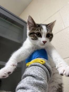 Lychee -  Domestic Short Hair Cat for Adoption in Wichita, Kansas - Lychee | PetCurious