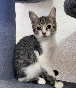Roo -  Domestic Short Hair Cat for Adoption in Mcpherson, Kansas - Roo | PetCurious