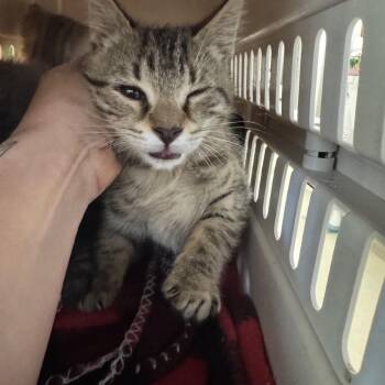 Snap -  Domestic Short Hair Cat for Adoption in Windsor, Virginia - Snap | PetCurious