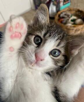 Nick -  Tabby Cat for Adoption in Indianapolis, Indiana - Nick | PetCurious