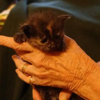 Tupperware -  Domestic Long Hair Cat for Adoption in Spruce Pine, North Carolina - Tupperware | PetCurious