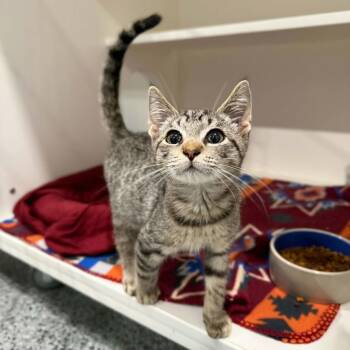 Cason -  Domestic Short Hair and Tabby Cat for Adoption in Penn Yan, New York - Cason | PetCurious