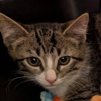 Benny -  Domestic Short Hair Cat for Adoption in Lynchburg, Virginia - Benny | PetCurious