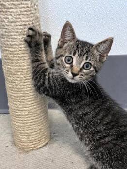 Wilbur -  Domestic Medium Hair Cat for Adoption in Orland Hills, Illinois - Wilbur | PetCurious
