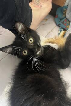 HATCH -  Domestic Long Hair Cat for Adoption in Colorado Springs, Colorado - HATCH | PetCurious
