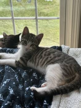 Rescue Domestic Short Hair Cats for Adoption in Bolton, Connecticut - Silver (BONDED PAIR) | PetCurious