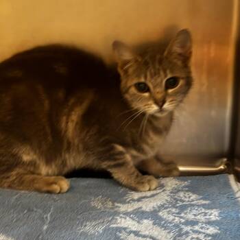 Kathy -  Domestic Short Hair Cat Available for Adoption in Bristol, Indiana - Kathy | PetCurious