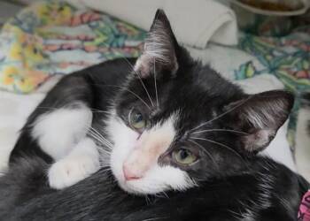 NOVA -  Domestic Short Hair Cat for Adoption in Fort Lauderdale, Florida - NOVA | PetCurious