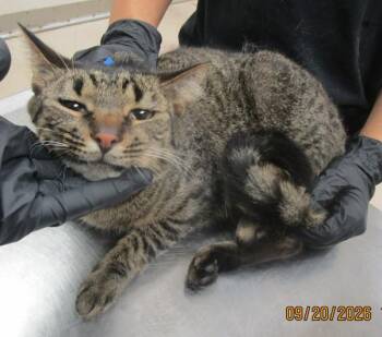 Leo(646) -  Domestic Short Hair Cat for Adoption in Marietta, Georgia - Leo(646) | PetCurious