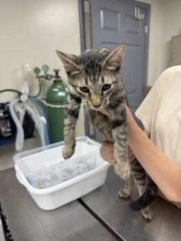 Heathcliff -  Domestic Short Hair Cat for Adoption in Conway, Arkansas - Heathcliff | PetCurious
