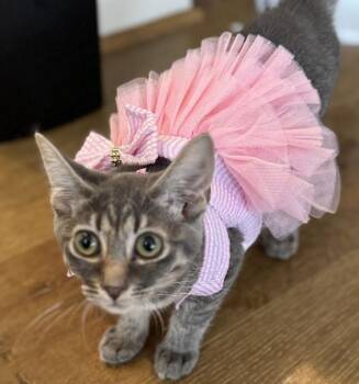 Rescue Domestic Short Hair Cats for Adoption in Beaverton, Oregon - Isotope | PetCurious