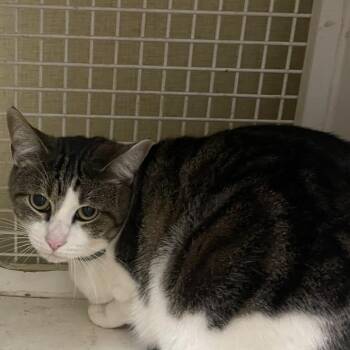Domestic Short Hair Cats Available for Adoption in Tulsa, Oklahoma - Cooper | PetCurious