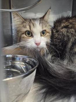 Domestic Medium Hair Cats Available for Adoption in El Paso, Texas - Anabel | PetCurious