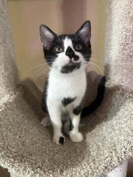 Twenty Seven -  Domestic Short Hair Cat for Adoption in Chandler, Arizona - Twenty Seven | PetCurious