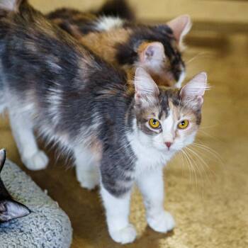 Rescue Domestic Medium Hair Cats for Adoption in Marble Falls, Texas - Dolly | PetCurious