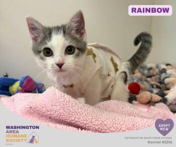 Rainbow -  Domestic Short Hair Cat for Adoption in Eighty Four, Pennsylvania - Rainbow | PetCurious