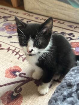 Rescue Domestic Short Hair Cats for Adoption in Grand Rapids, Michigan - Beans | PetCurious